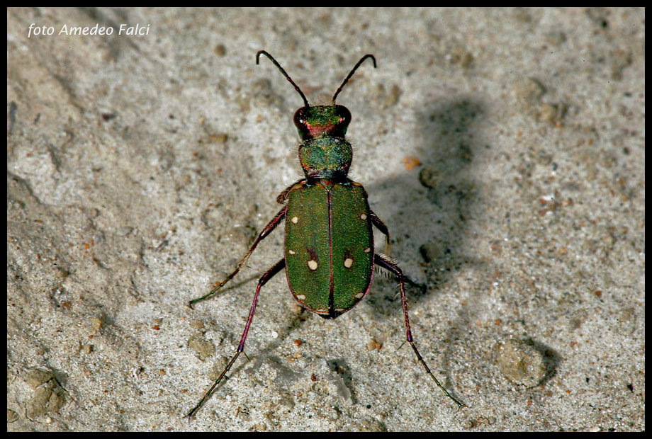 Dati su Cicindela campestris siculorum (Schilder, 1953).